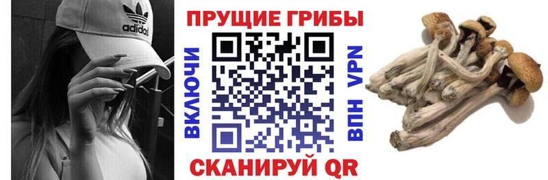 Псилоцибиновые грибы ЛСД  Подпорожье 
